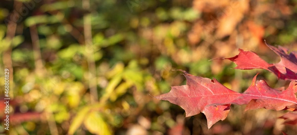 Fototapeta Red autumn leaves against the floral blurred background. Copy space. Wide banner format.
