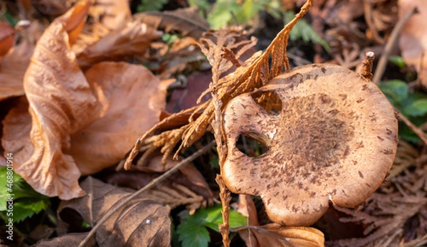 Fototapeta Small brown mushroom hat covered with autumn forest mulch on the blurred background. View from above.