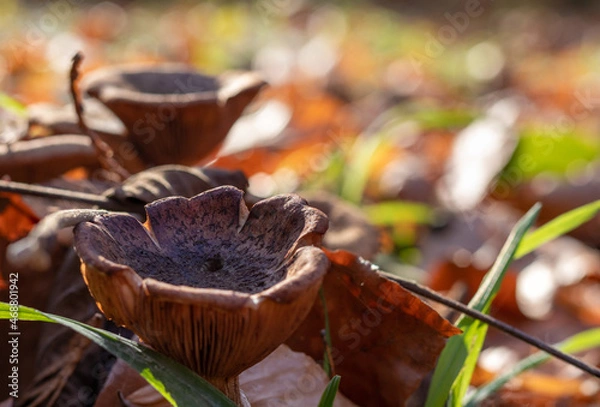 Fototapeta Small brown mushrooms covered with autumn forest mulch on the blurred background. Copy space.