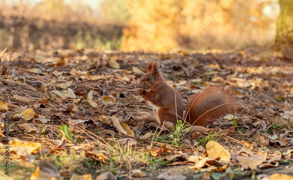Fototapeta Red squirrel plays among autumn leaves. Sciurus vulgaris.