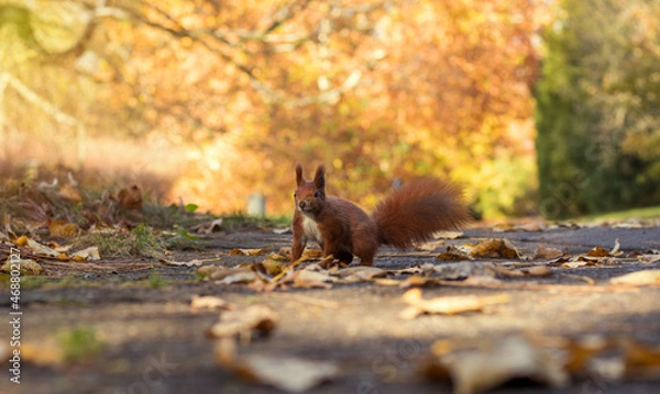 Fototapeta Red squirrel plays in the autumn park. Sciurus vulgaris.