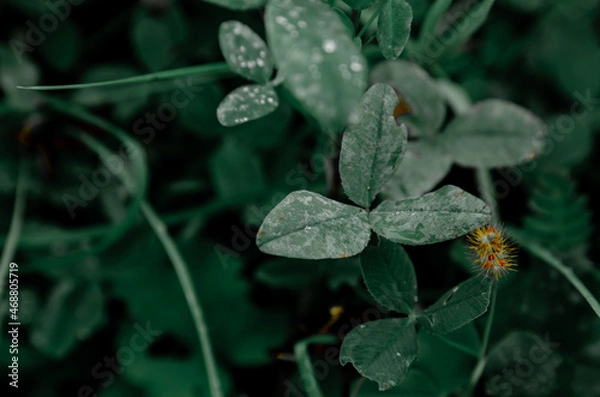Fototapeta Green leaves