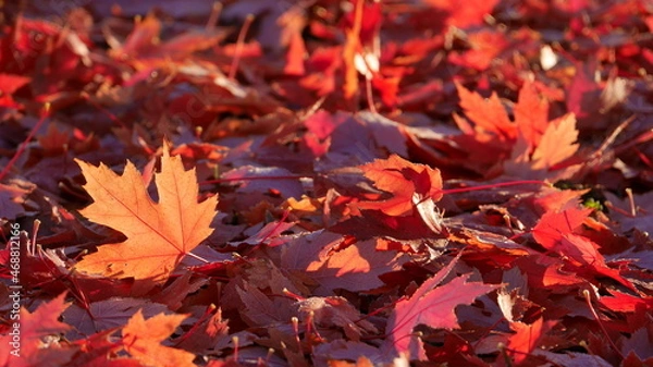 Obraz Autumn colourful red maple leaves