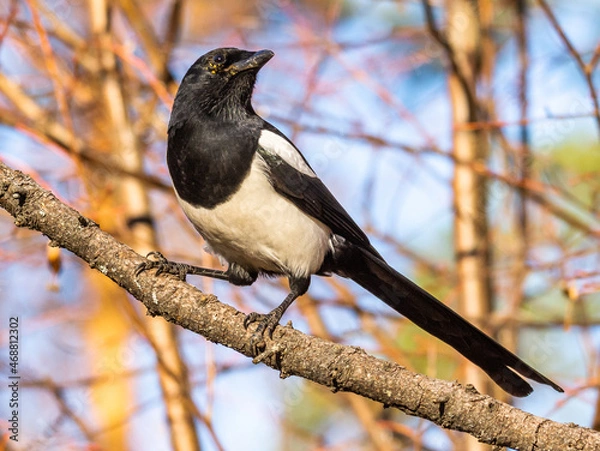 Obraz magpie
