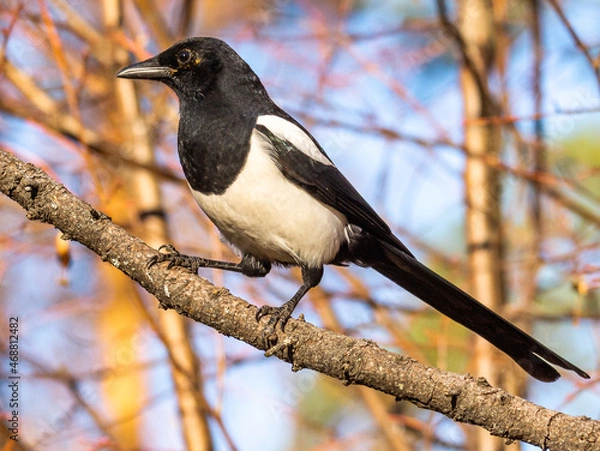 Obraz magpie