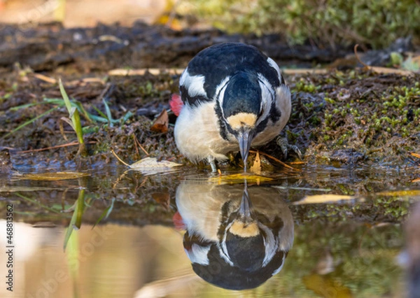 Obraz spotted woodpecker