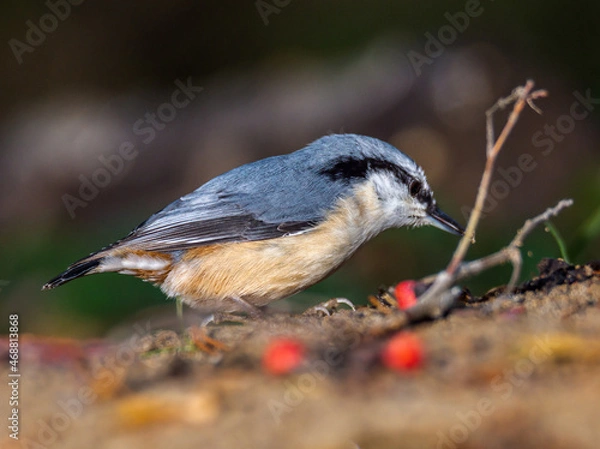Obraz nuthatch