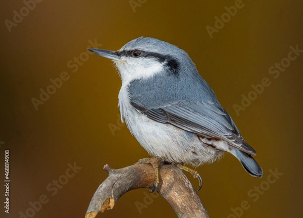 Obraz nuthatch