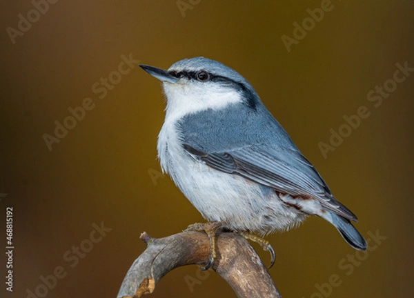 Obraz nuthatch