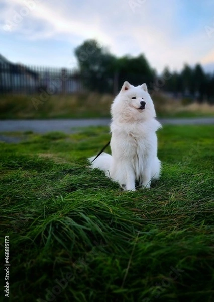 Obraz white terrier dog