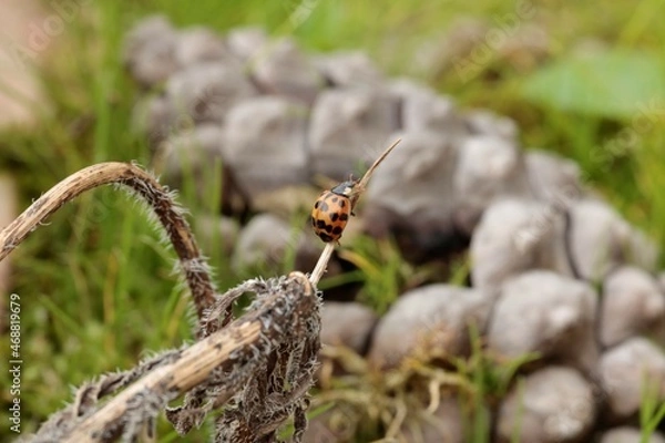 Fototapeta Coccinelle
