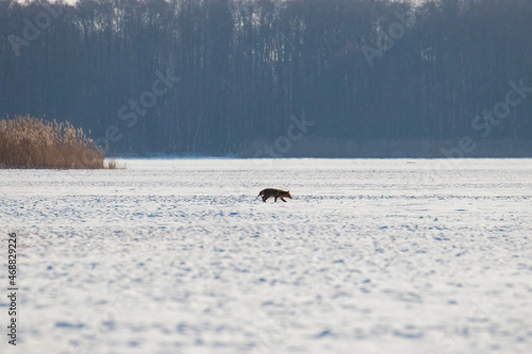Obraz The winter landscape of the fish pond, the red fox in the middle of the pond during the winter, the habitat and sanctuary of wild animals. Pond covered with snow and a predator in the snow