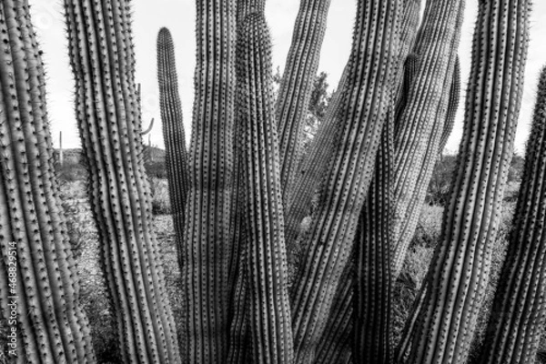 Fototapeta Organ Pipe