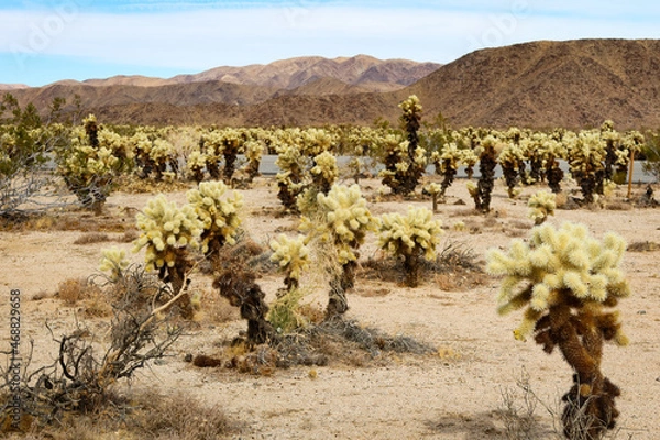 Fototapeta Cholla Field