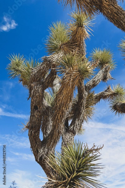 Fototapeta Joshua Tree