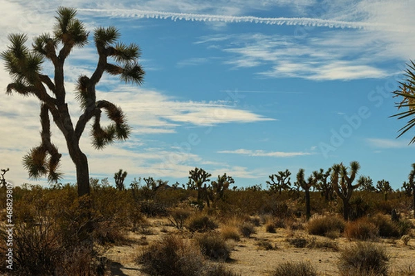 Fototapeta Joshua Tree