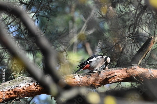 Obraz Der Buntspecht