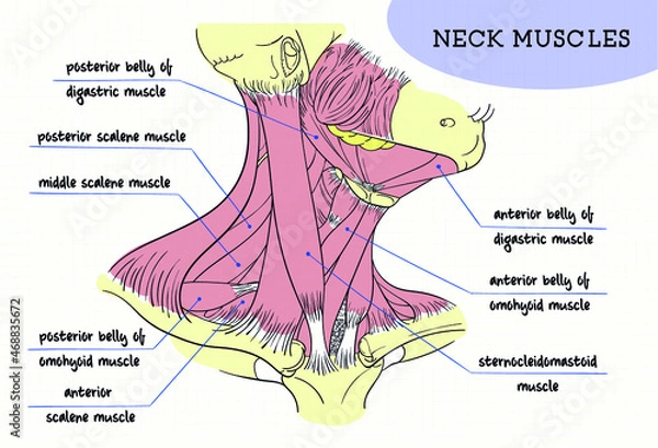 Obraz human neck muscles structure figure digital