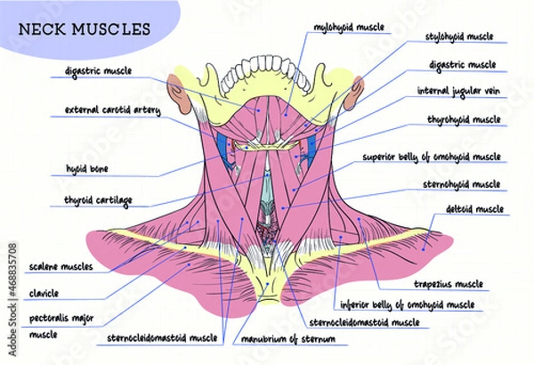 Obraz human neck muscles structure figure digital front