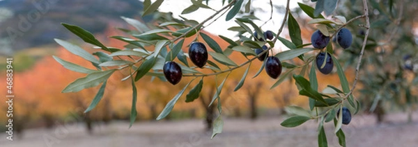Obraz branche d'olivier