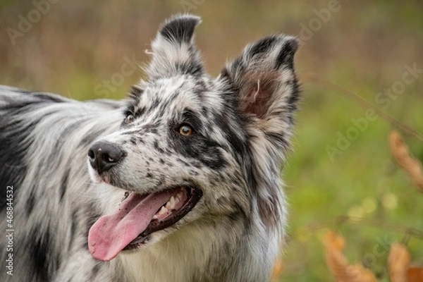 Obraz ritratto di border collie