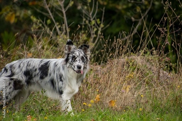 Obraz ritratto di border collie