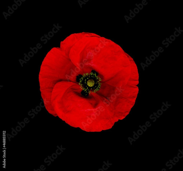 Fototapeta Single red poppy scan effect on a black background for remembrance day and Anzac day war memorials
