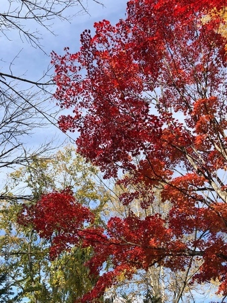 Fototapeta 紅葉