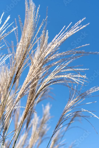 Fototapeta ススキ