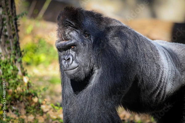 Obraz Silverback Gorilla 