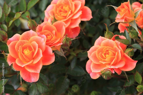 Obraz バラ：マンダリン