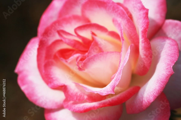 Obraz バラ：ニコル