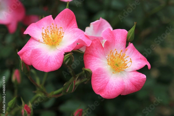 Fototapeta クンバヤ・2輪