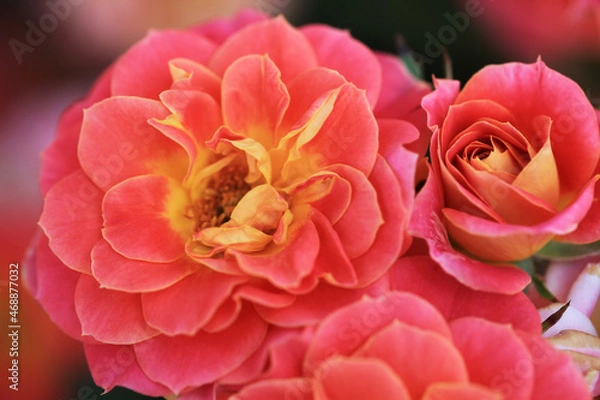 Obraz ミニバラ：マンダリン