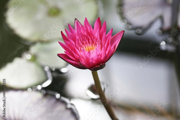 Obraz マイアミローズ・水面の花