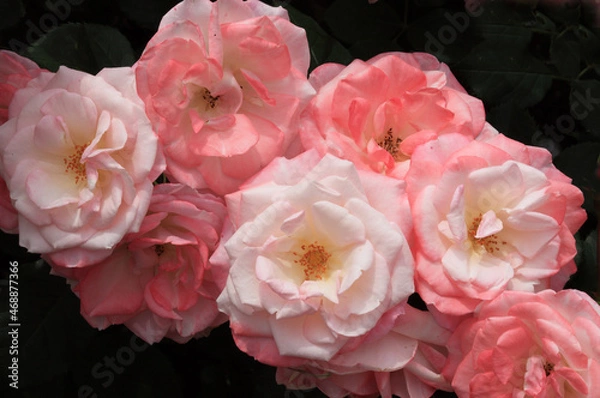 Fototapeta ピンクのミニバラ