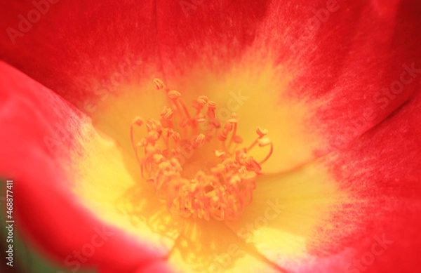 Fototapeta 花芯をのぞく