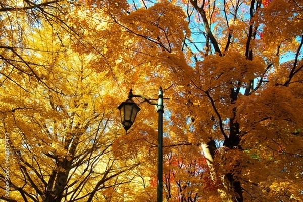 Obraz 黄金色のイチョウ並木