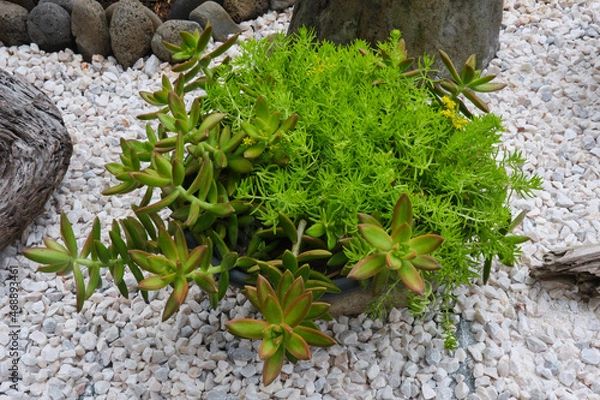 Obraz succulent plant on the ground
