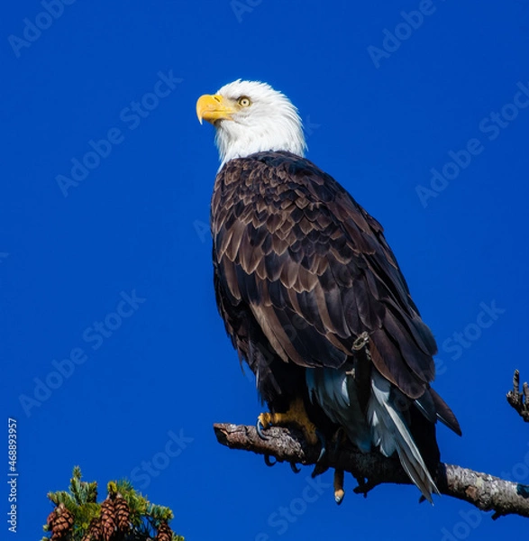 Fototapeta american bald eagle