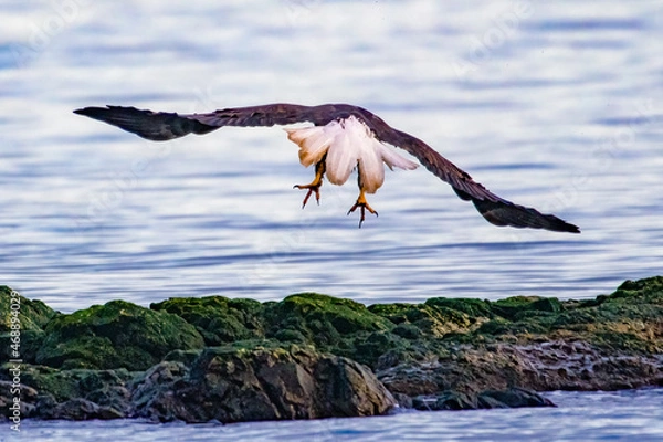 Fototapeta Bald Eagle Flying Away