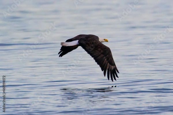 Fototapeta Bald Eagle in flight