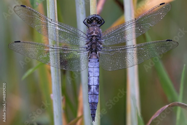 Fototapeta Männliche Plattbauch Libelle - Stack aus 15 Bilder