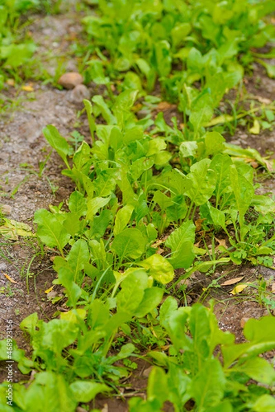 Fototapeta spinach leaf at agriculture field.