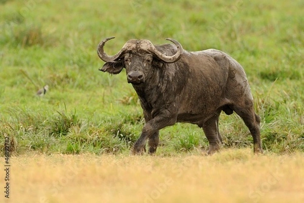 Fototapeta Bufalo