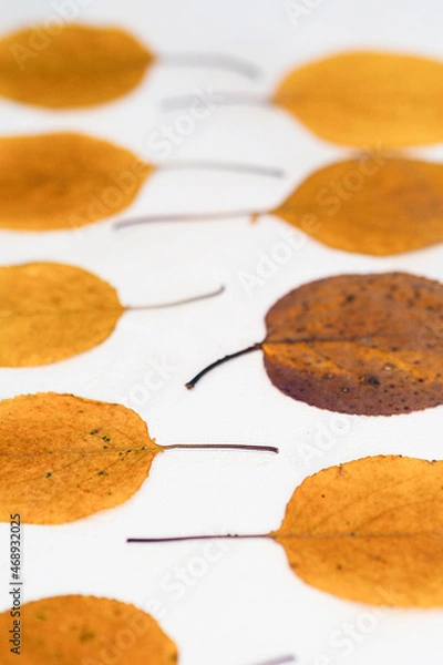 Obraz Flatlay composition autumn yellow leaves white relief background view perspectiv