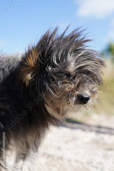 Fototapeta Windy Dog