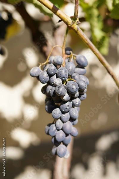 Fototapeta Grapes