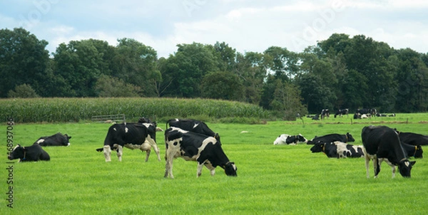 Fototapeta Black and white holstein friesian cattle grazing on the green meadow in summer, Netherlands