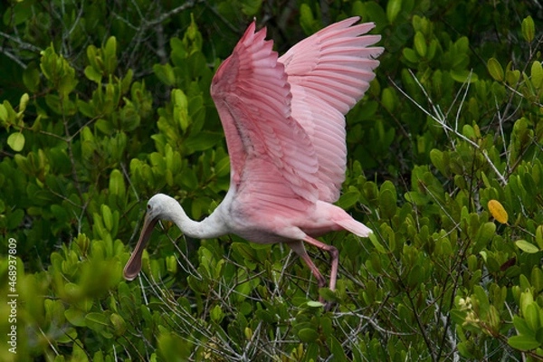 Obraz Roseate Spoonbill in flight 